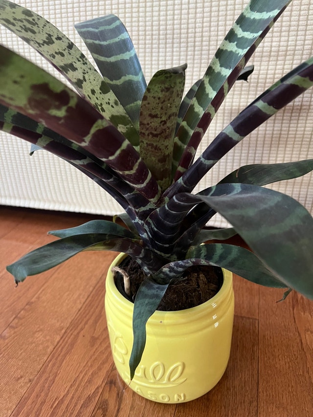 Bromeliad Zebra Plant - Easy Care - $30 - photo 4