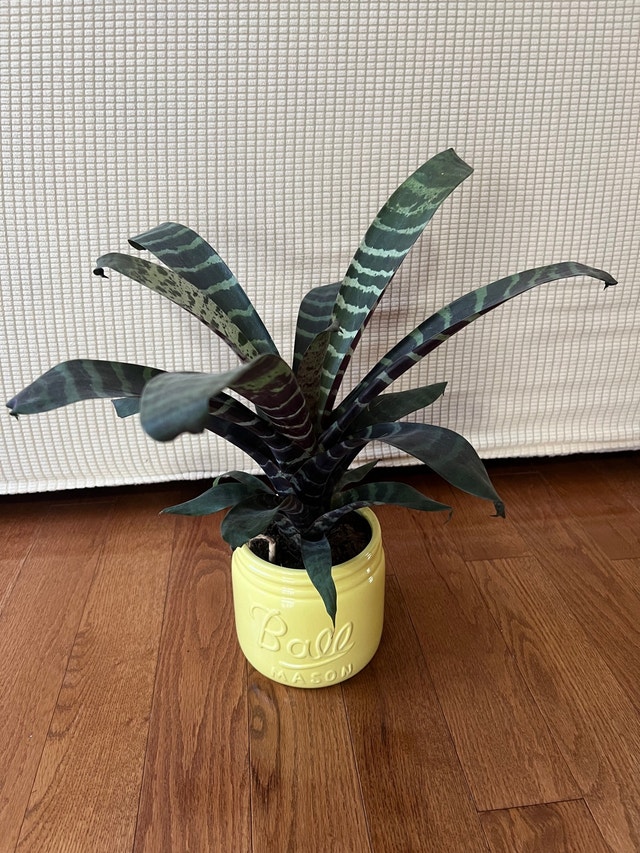 Bromeliad Zebra Plant - Easy Care - $30 - photo 5