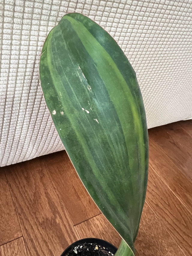 RareFind n healthy Sansevieria Masoniana aka Whale Fin $45 Only!