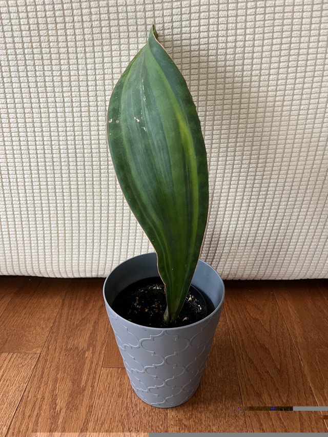 RareFind n healthy Sansevieria Masoniana aka Whale Fin $45 Only! - photo 2