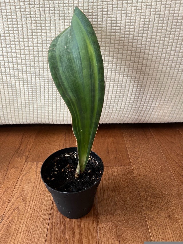 RareFind n healthy Sansevieria Masoniana aka Whale Fin $45 Only! - photo 3