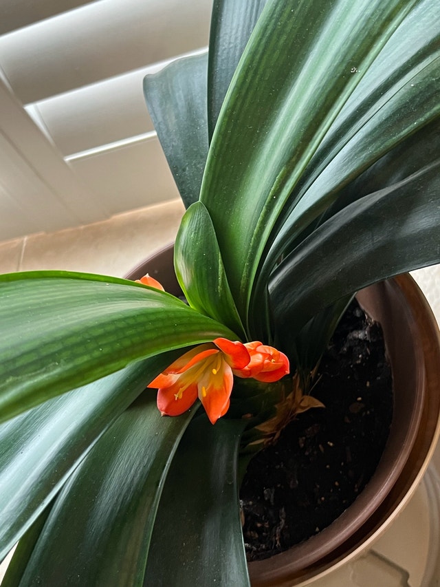 Healthy Clivia Plant w Big Leaves - $80 - photo 3