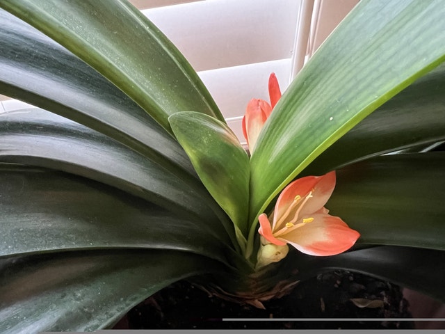 Healthy Clivia Plant w Big Leaves - $80 - photo 4