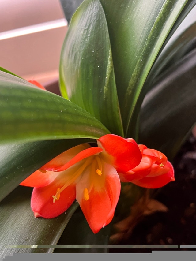 Healthy Clivia Plant w Big Leaves - $80 - photo 5