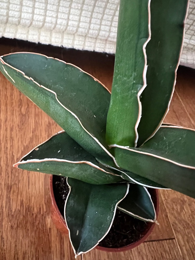 Sansevieria Samurai Dwarf Snake Plant - $35
