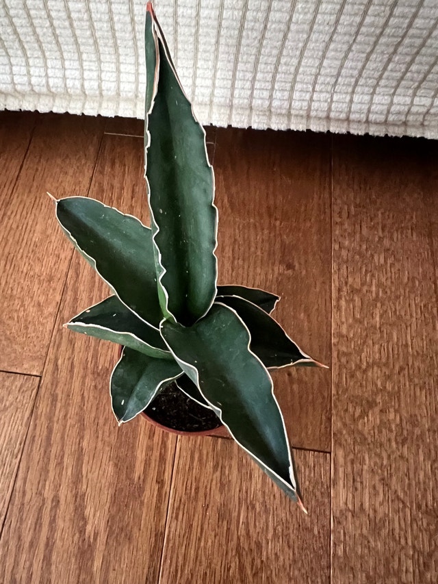 Sansevieria Samurai Dwarf Snake Plant - $35 - photo 2