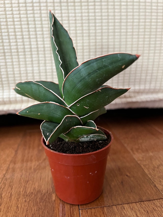 Sansevieria Samurai Dwarf Snake Plant - $35 - photo 3