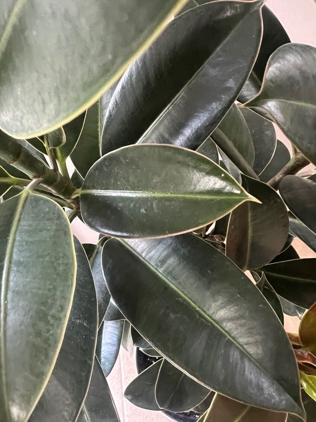 EasyCare HealthyGrown BeautifulShape Rubber Tree Only $90 Now!!! - photo 3