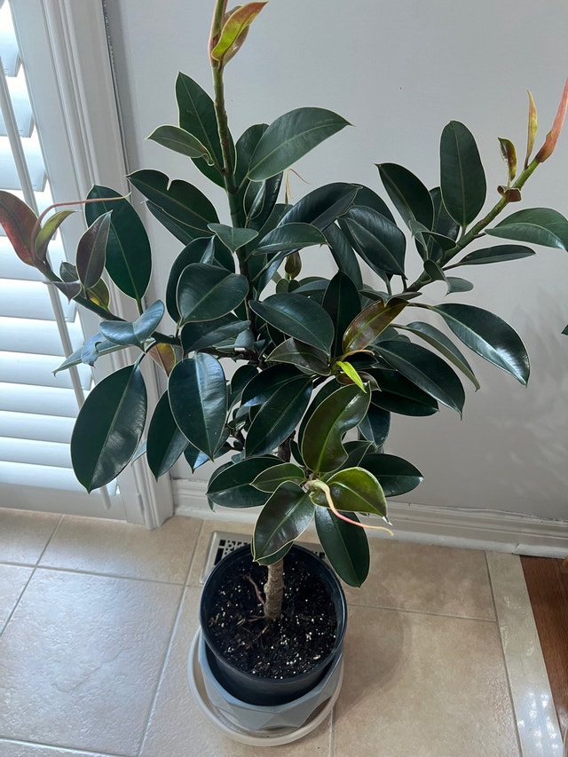 EasyCare HealthyGrown BeautifulShape Rubber Tree Only $90 Now!!! - photo 4