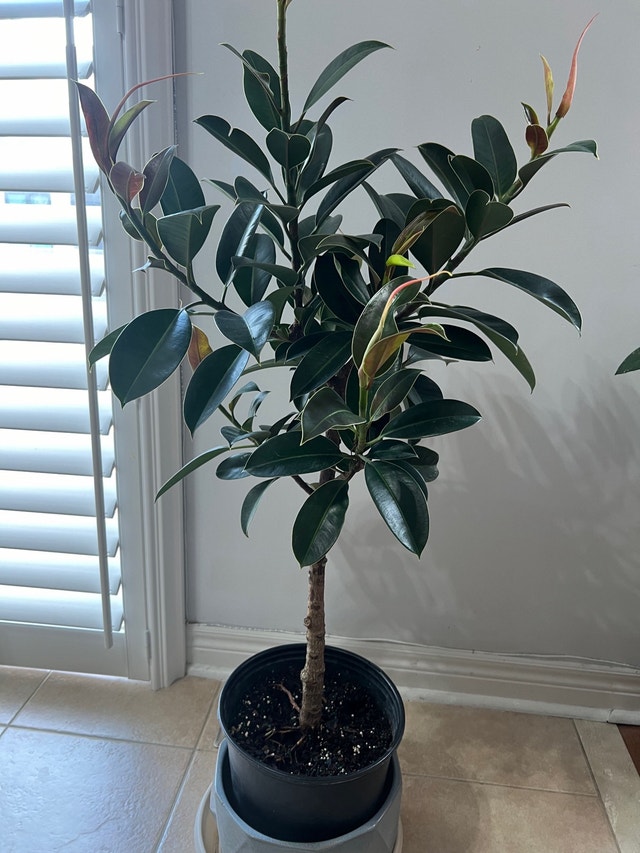 EasyCare HealthyGrown BeautifulShape Rubber Tree Only $90 Now!!! - photo 5