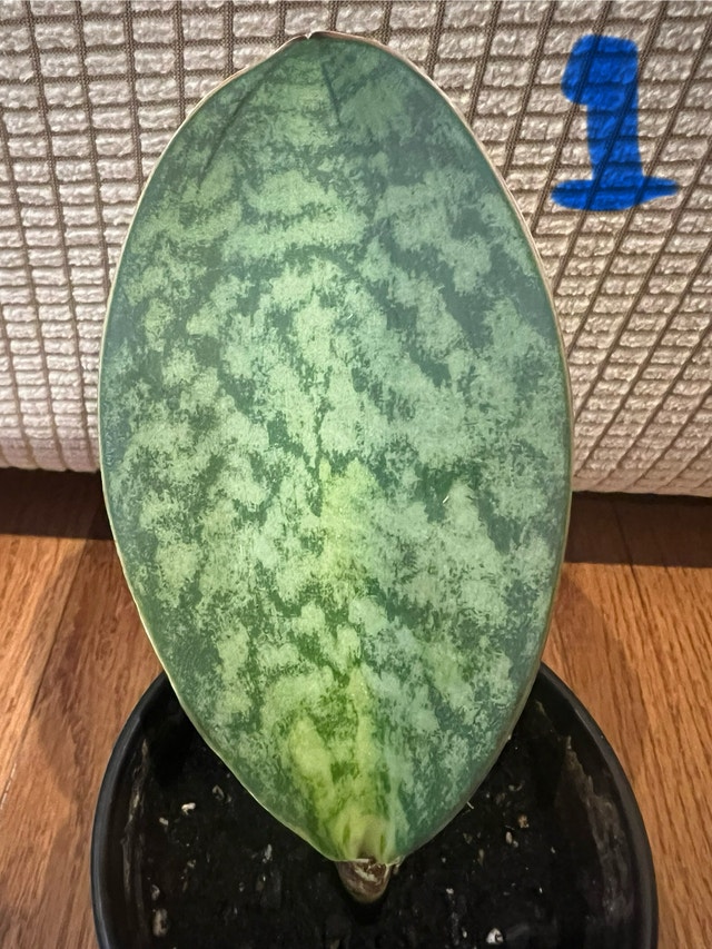 Rare Sansevieria Masoniana Whale Fin Snake Plant $35