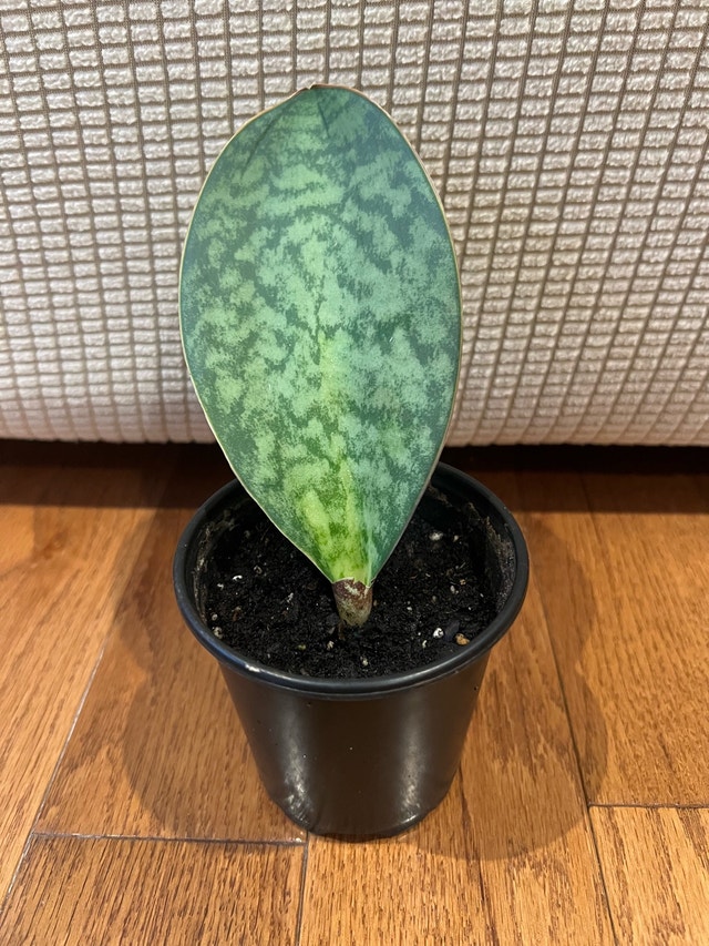 Rare Sansevieria Masoniana Whale Fin Snake Plant $35 - photo 2