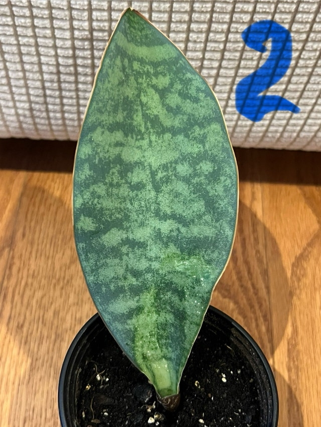 EasyCare RareFind Sansevieria masoniana aka Whalefin Sna