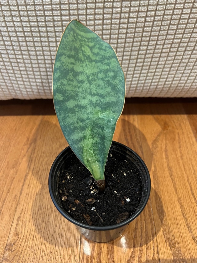EasyCare RareFind Sansevieria masoniana aka Whalefin Sna - photo 2