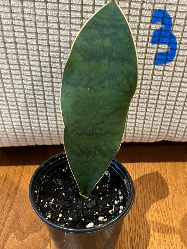Sansevieria masoniana (Whale Fin) Snake Plant