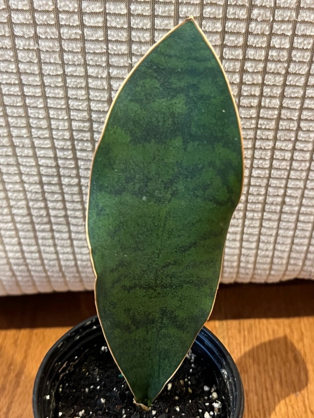 Sansevieria masoniana (Whale Fin) Snake Plant - photo 2