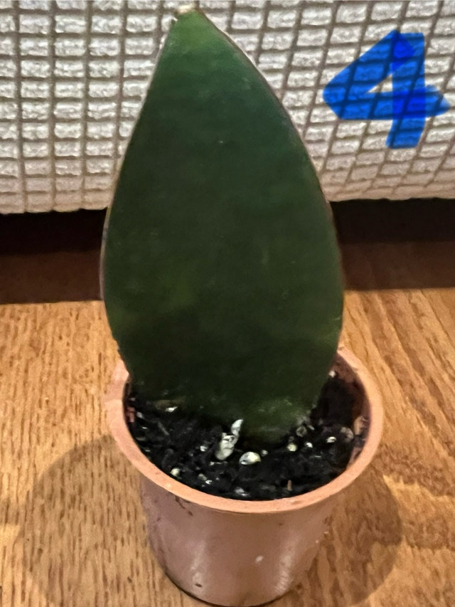 Whalefin Snake Plant (Sansevieria masoniana) - $15