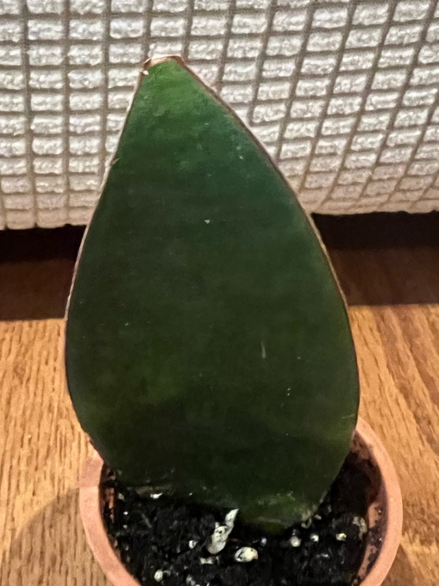 Whalefin Snake Plant (Sansevieria masoniana) - $15 - photo 2