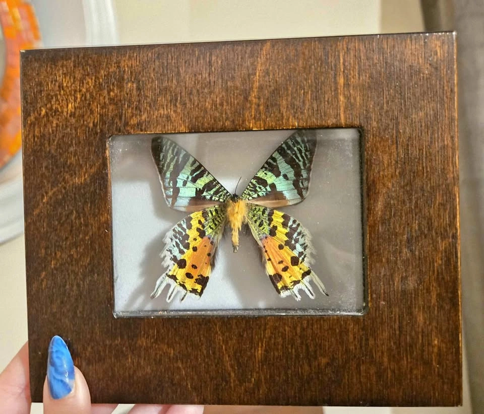 Madagascan Sunset Moth