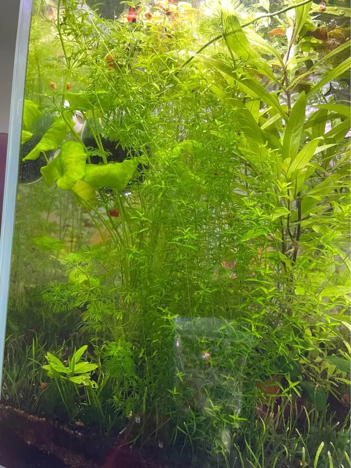 Pearl weed image indicator(2)