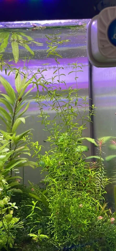 Pearl weed image indicator(3)