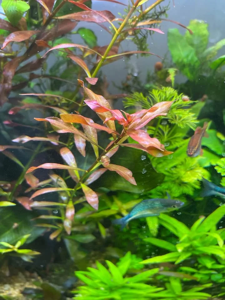 Ludwigia repens image indicator(2)