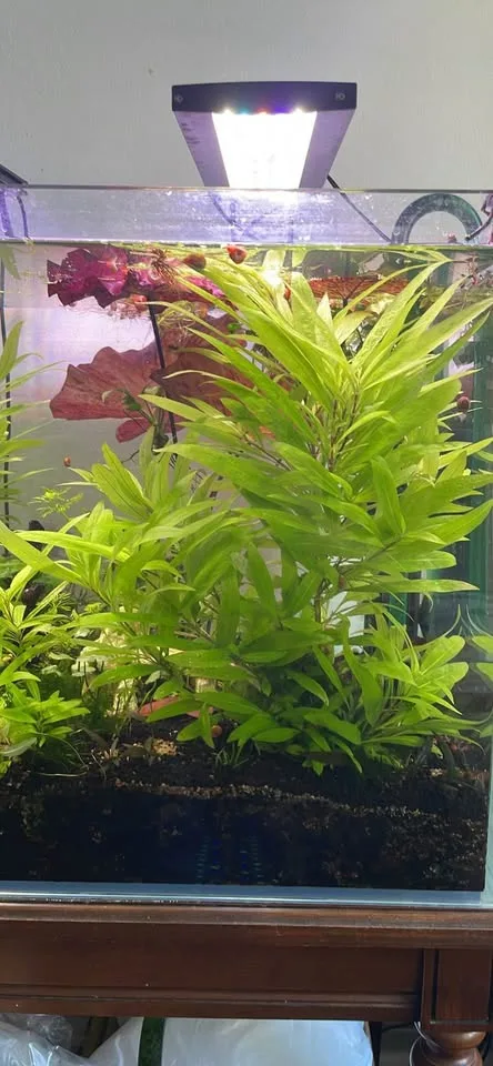 Hygrophila Siamensis 53B image indicator(2)