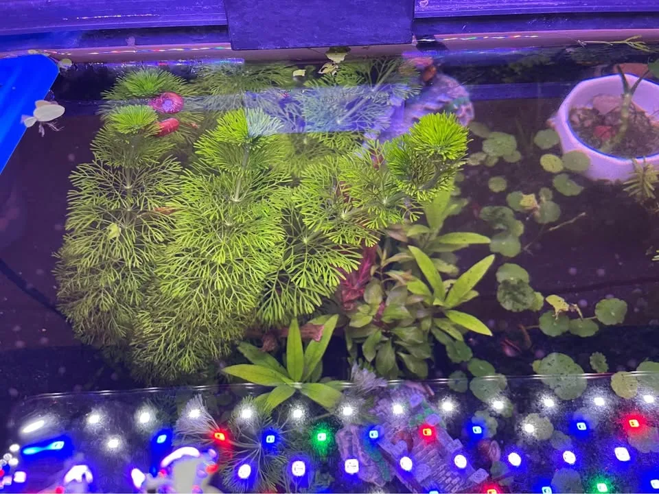 Aquarium plants - Limnophila Sessiliflora image indicator(2)