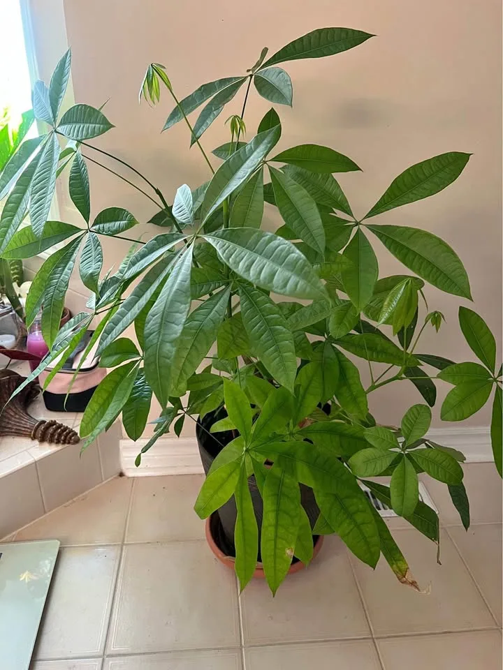Money tree for sale $20 thumbnail