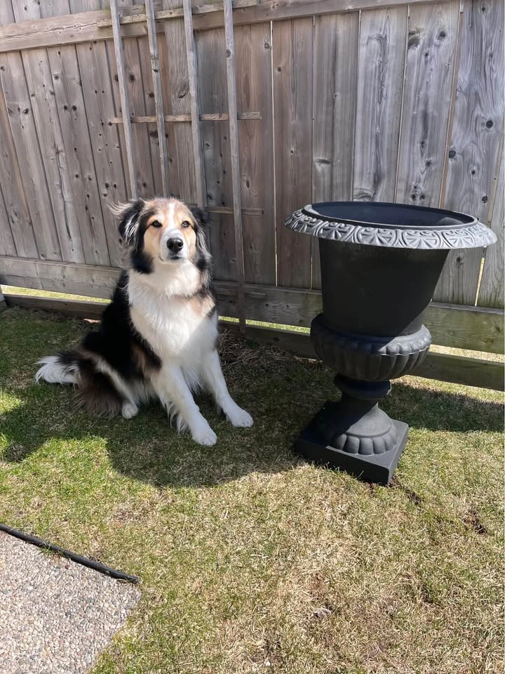 Cast Iron Urn Planter - 26 Inch Height - photo 4