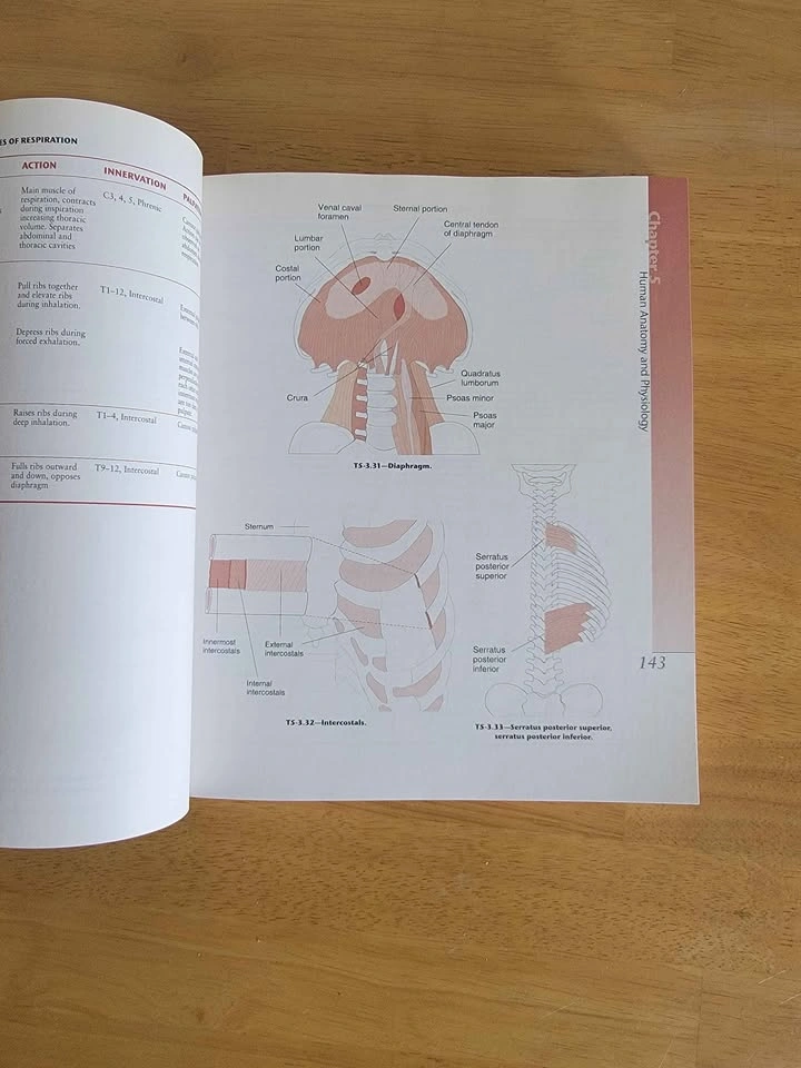 Theory And Practice Of Therapeutic Massage Milady's by Mark Beck - photo 4