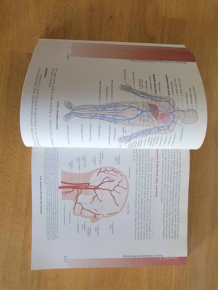 Theory And Practice Of Therapeutic Massage Milady's by Mark Beck - photo 5