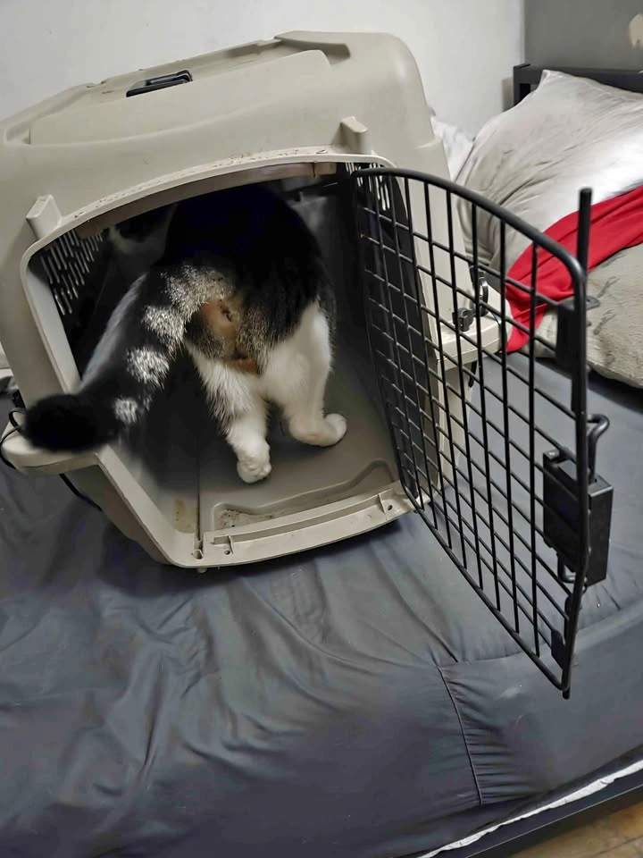 Grreat Choice Pet Carrier