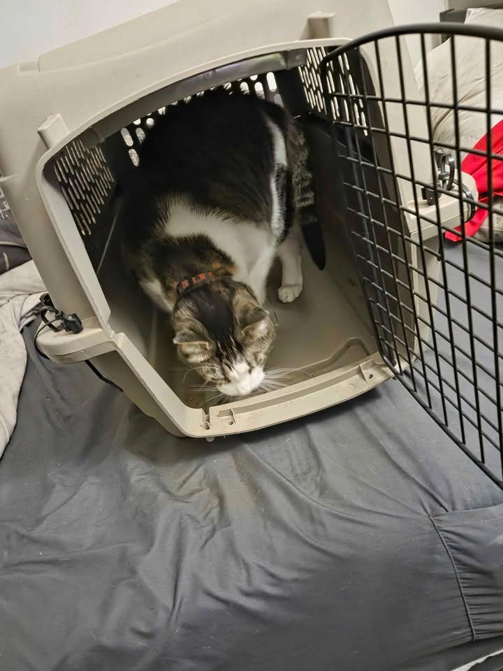 Grreat Choice Pet Carrier - photo 3