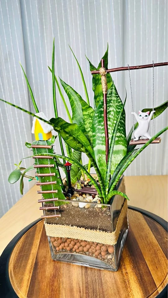 Super low maintenance plants / Buy 1 Get 2nd 50% Off