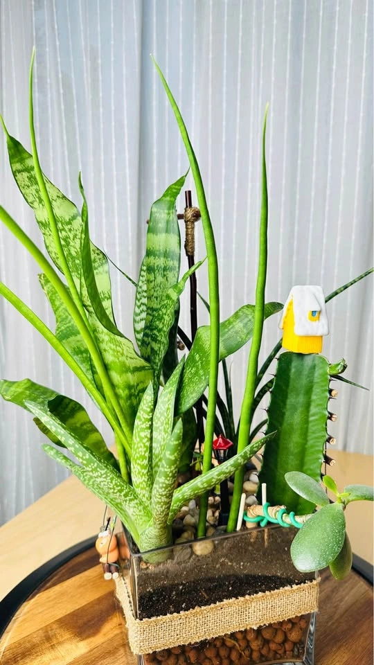 Super low maintenance plants / Buy 1 Get 2nd 50% Off - photo 5