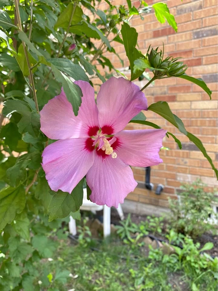 10 Seeds of ROSE OF SHARON HIBISCUS Plant Flowers