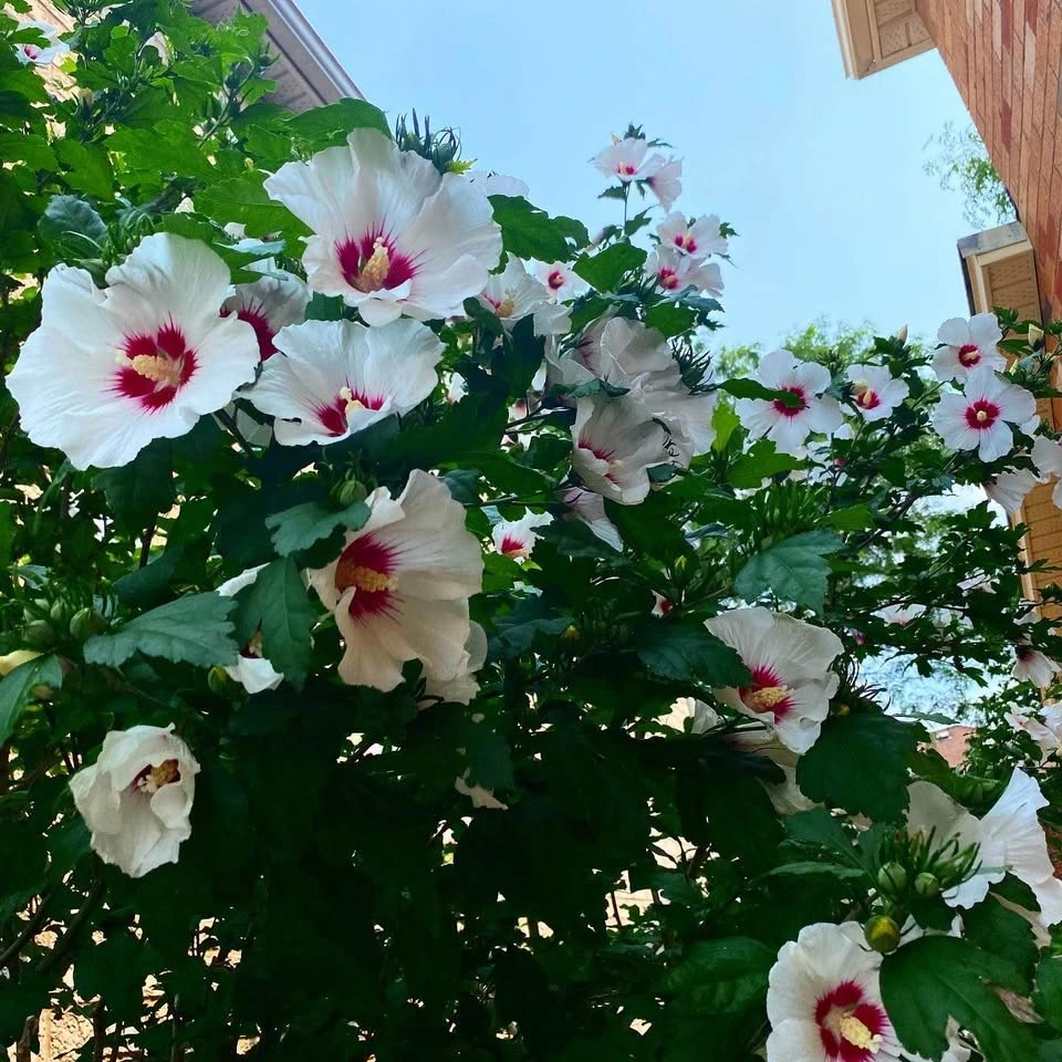 10 Seeds of ROSE OF SHARON HIBISCUS Plant Flowers - photo 2