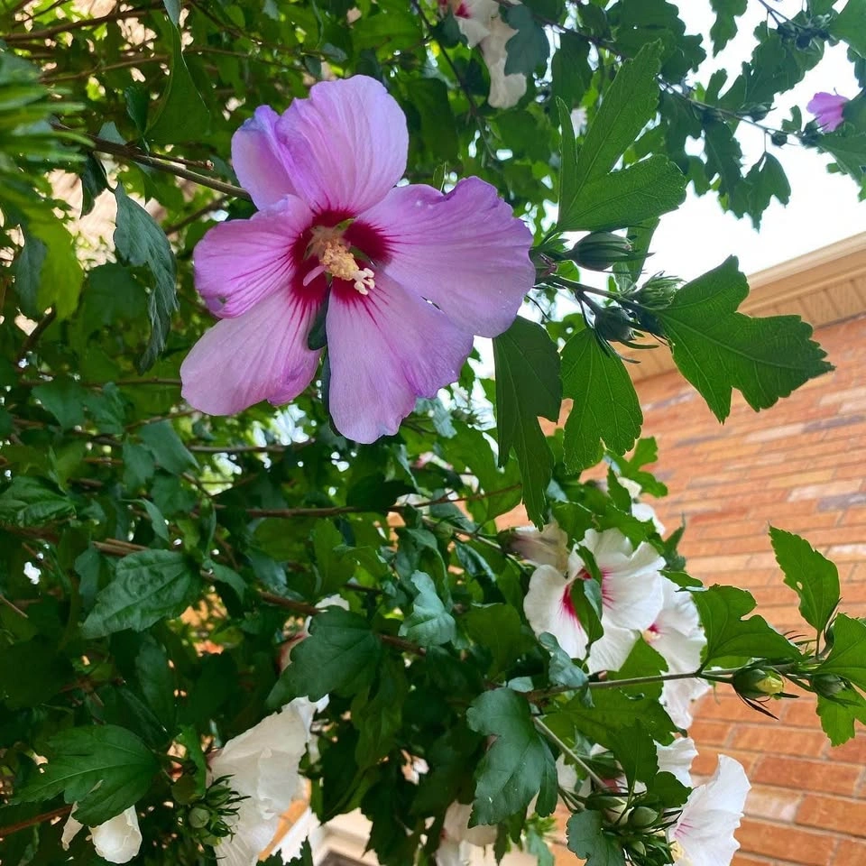 10 Seeds of ROSE OF SHARON HIBISCUS Plant Flowers - photo 4