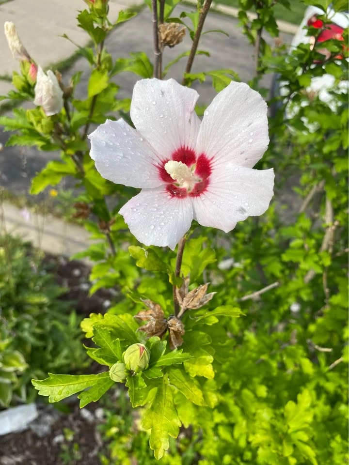 10 Seeds of ROSE OF SHARON HIBISCUS Plant Flowers - photo 5