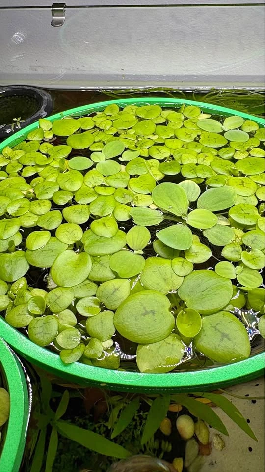 Frogbits & red root floaters & water lettuce - photo 2