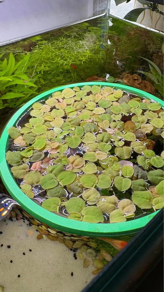 Frogbits & red root floaters & water lettuce - photo 3