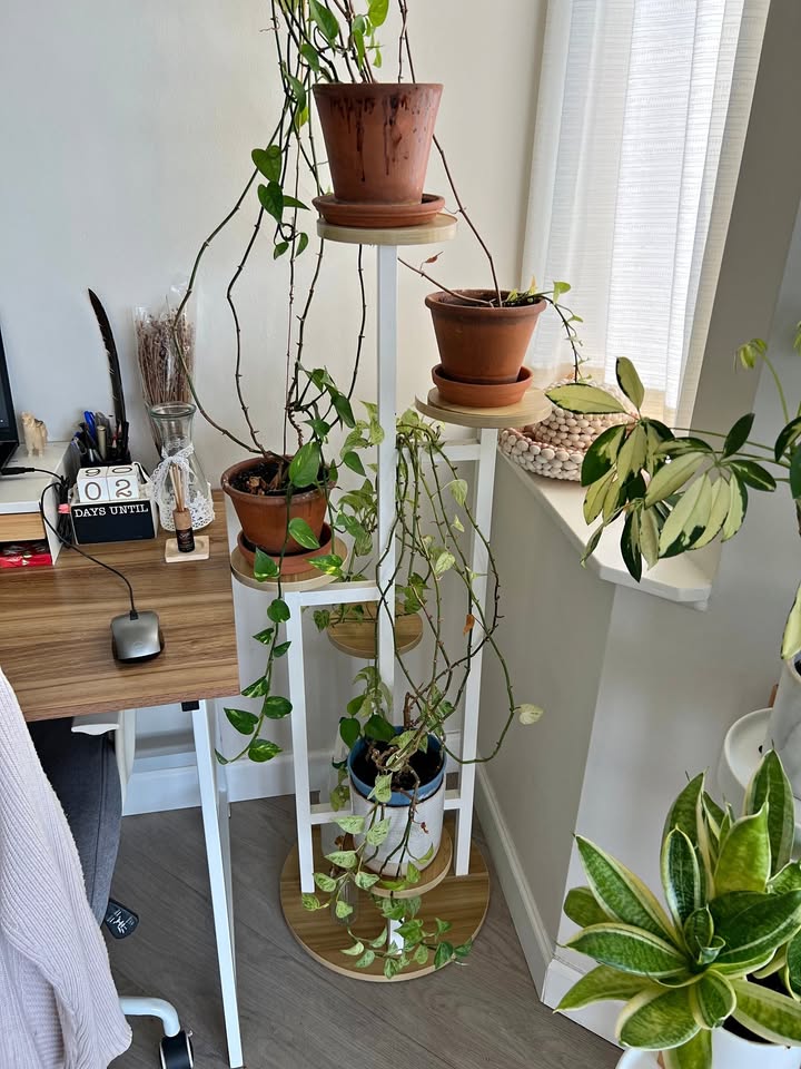 Plant stands white and bamboo colour.