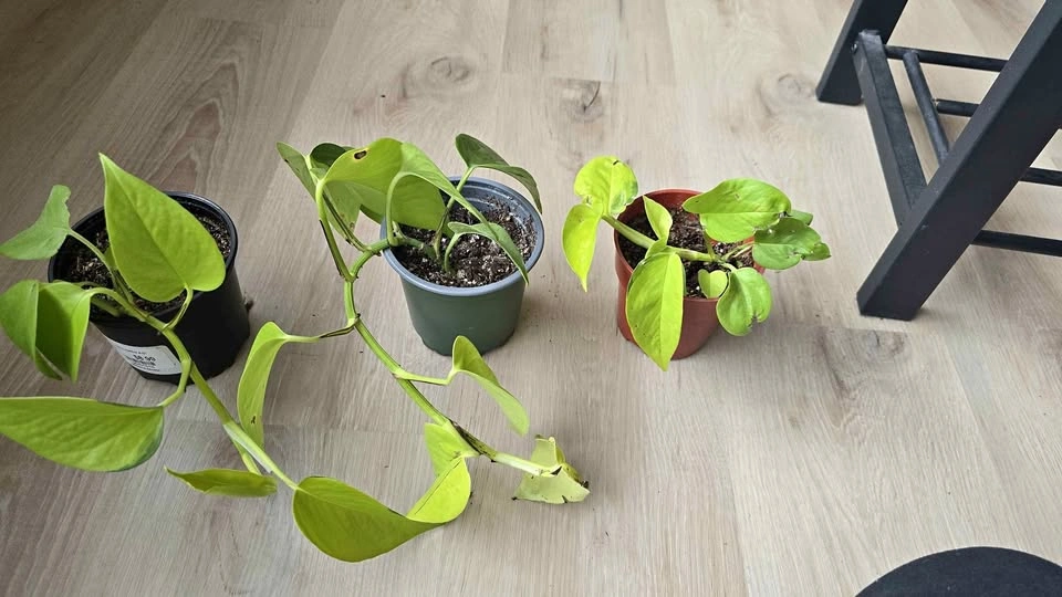 Neon Photos Plant