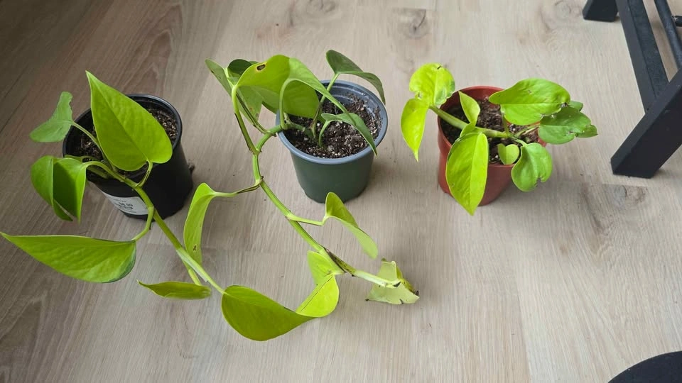 Neon Photos Plant - photo 2