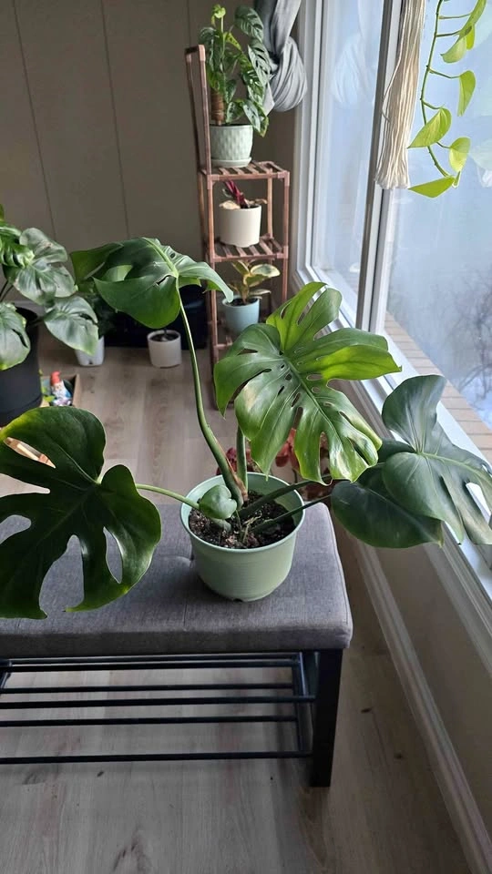 Monstera deliciosa.