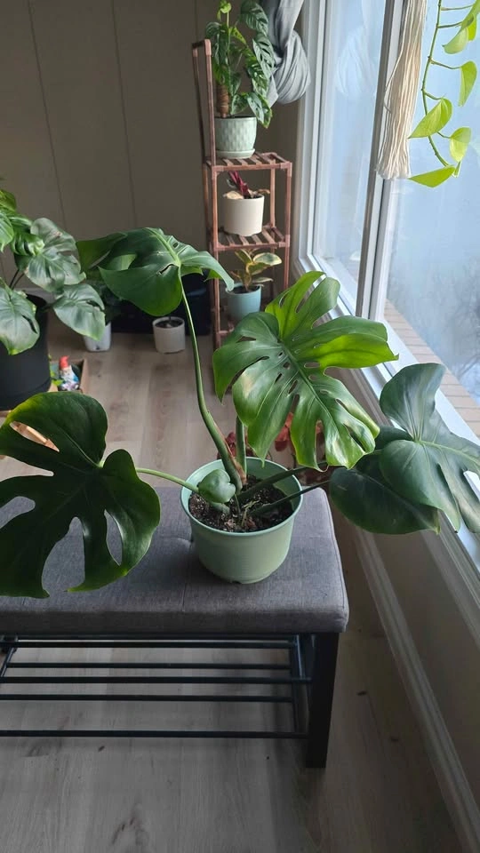 Monstera deliciosa. - photo 2