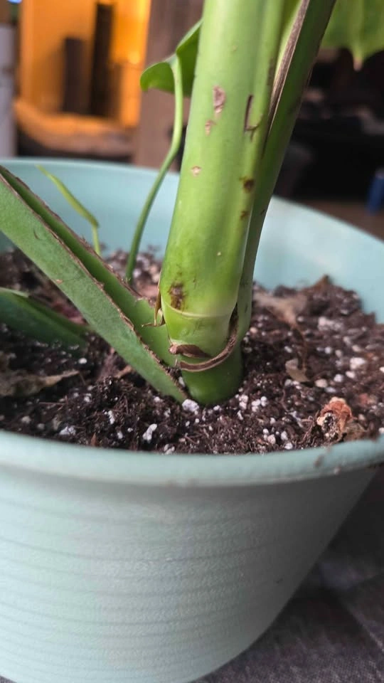 Monstera deliciosa. - photo 3