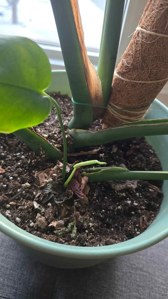 Monstera deliciosa. - photo 4