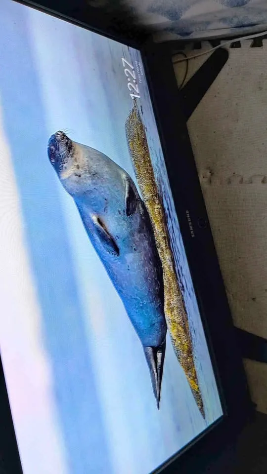 Samsung TV and Chromecast 42"